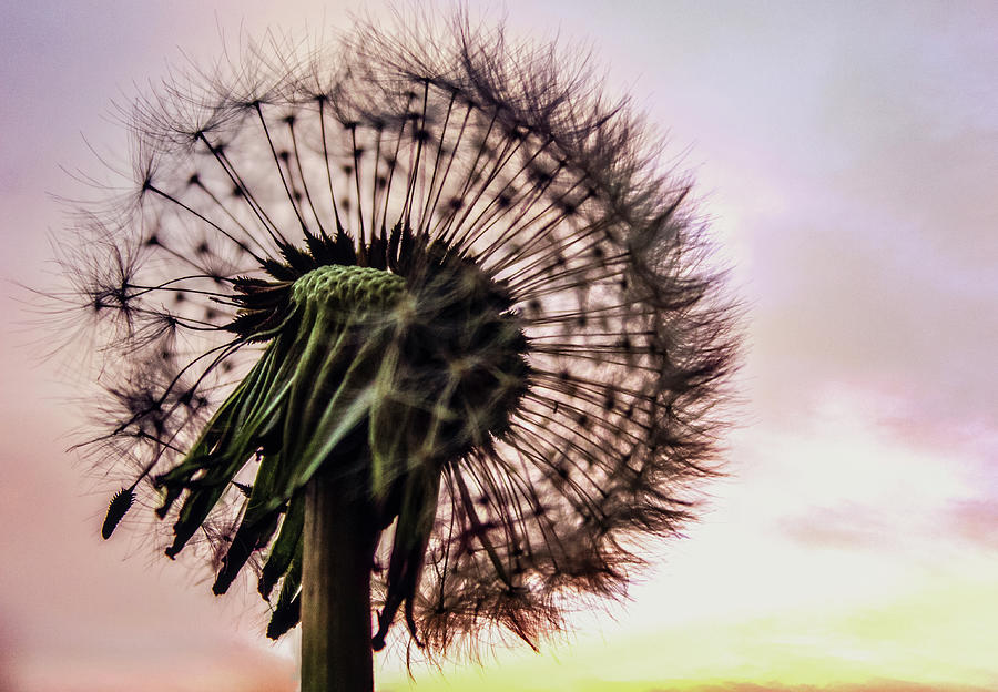 Dandy of a sunset by Stephen Riella Dandy of a sunset by Stephen Riella
