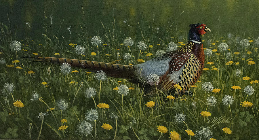 Bird Painting - Dandy Rooster - Formosan Ring-necked Pheasant by Wilhelm Goebel