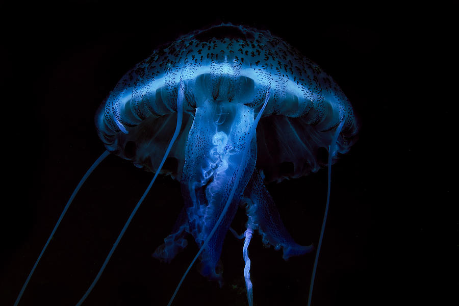 Underwater Photograph - Danger ! by Romano Molinari