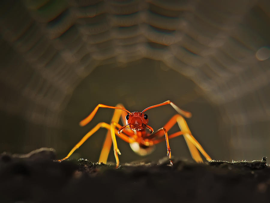 Ant Photograph - Danger by Setiady Wijaya