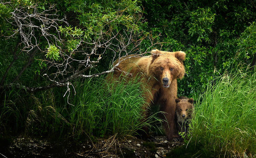 Bear Photograph - Dangerous Place by Hung Tsui