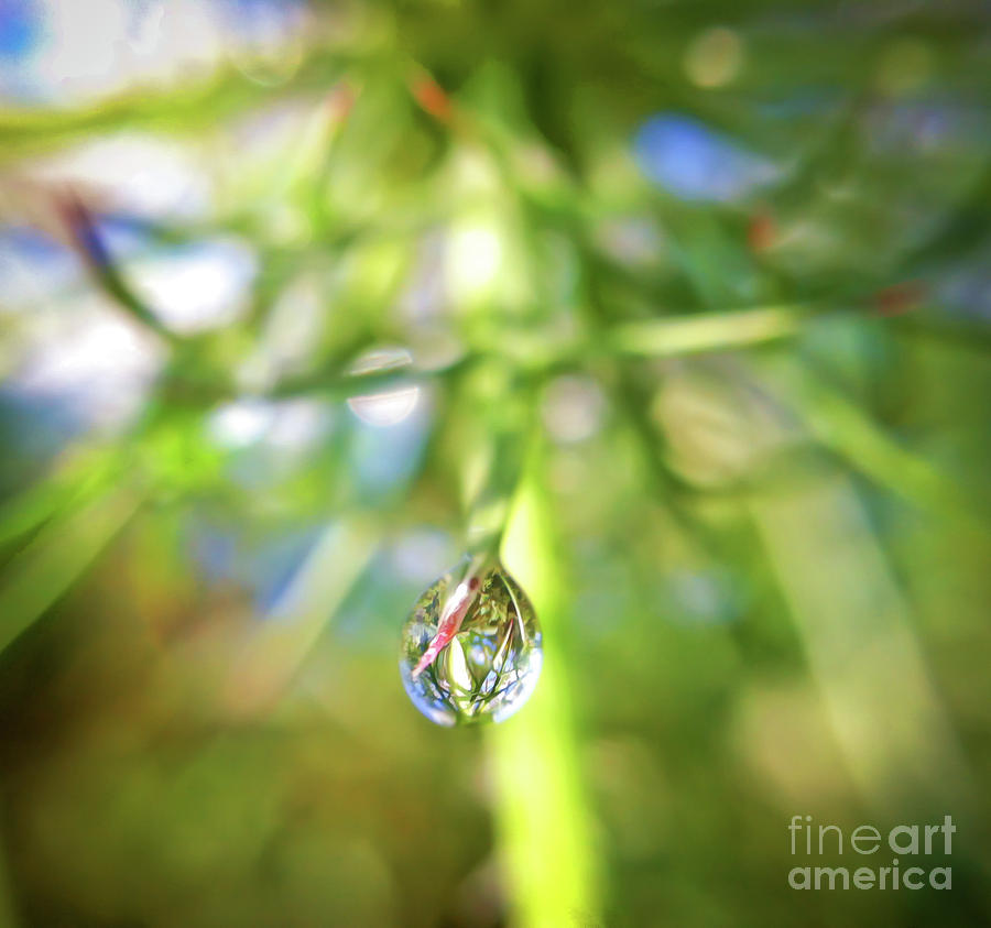 Dangling Droplet Photograph by Kerri Farley