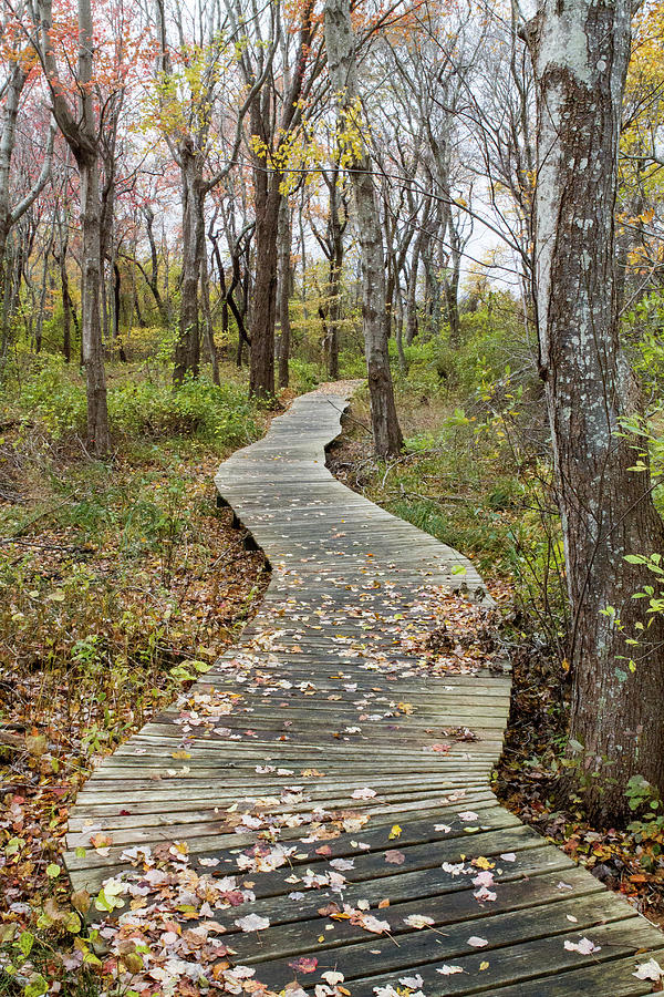 Daniel Webster Fall IX Photograph by Steven David Roberts Daniel Webster Fall IX Photograph by Steven David Roberts