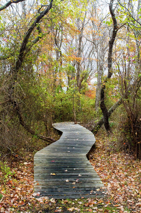 Daniel Webster Fall XI Photograph by Steven David Roberts Daniel Webster Fall XI Photograph by Steven David Roberts