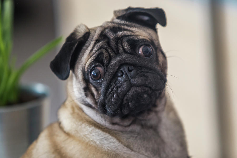 Dante The Pug Photograph by Fabio Giachetti | Fine Art America