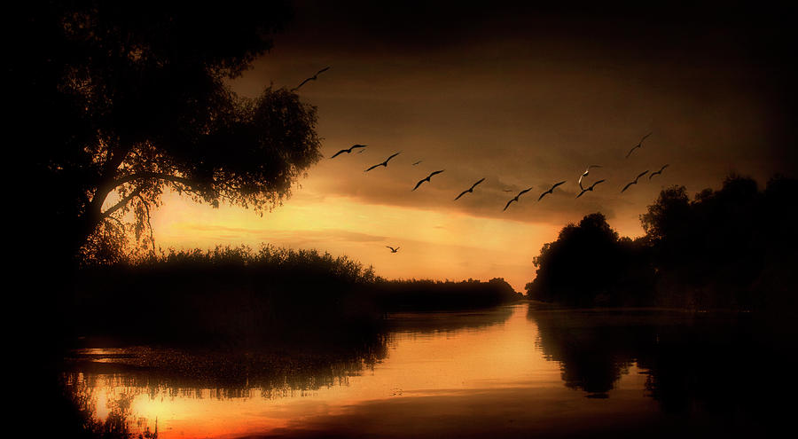 Bird Photograph - Danube Delta by Ileana Bosogea-tudor