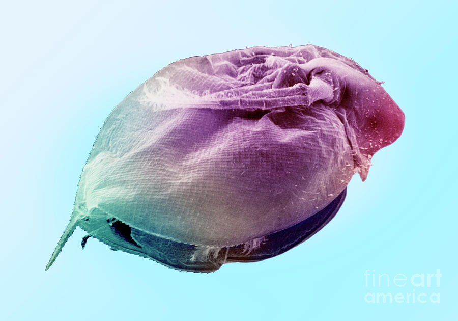 Daphnia Or Waterflea Sem X105 Photograph by Dr. Richard Kessel And Dr. Gene Shih / Science Photo Library