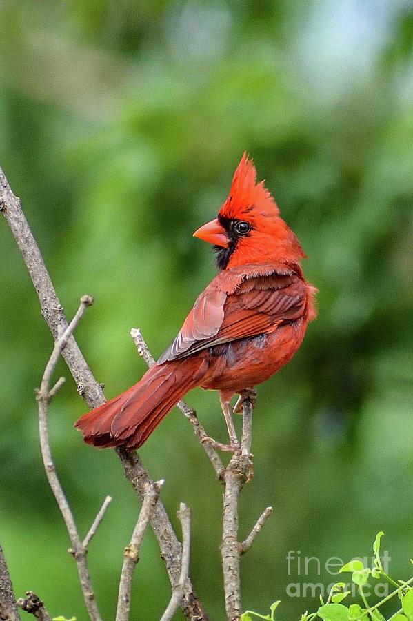Nature Photograph - Dapper Northern Cardinal by Cindy Treger