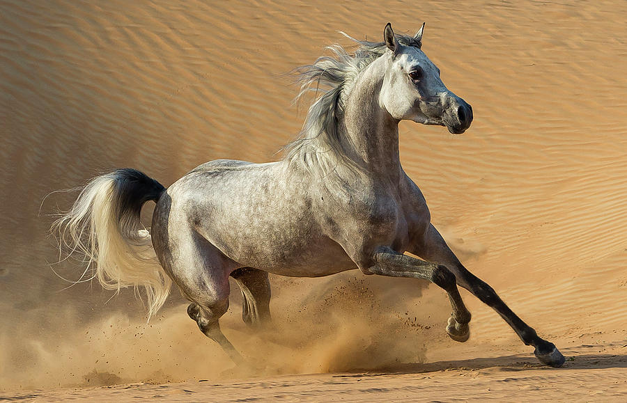 dapplegrey stallion