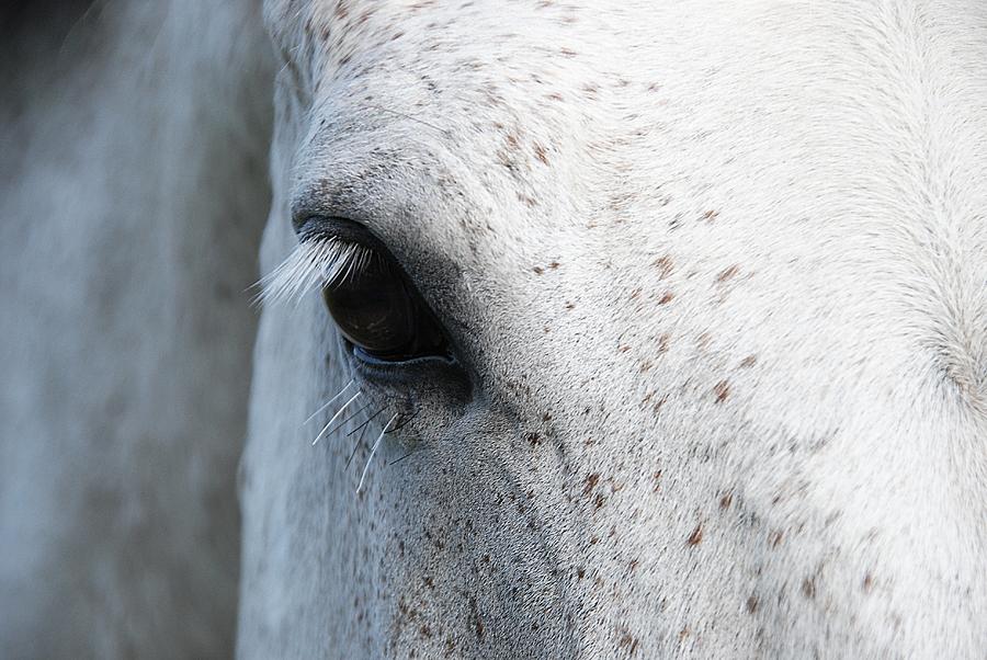 Dappled Grey Horse Eye Lashes Photograph by Erin Smallwood
