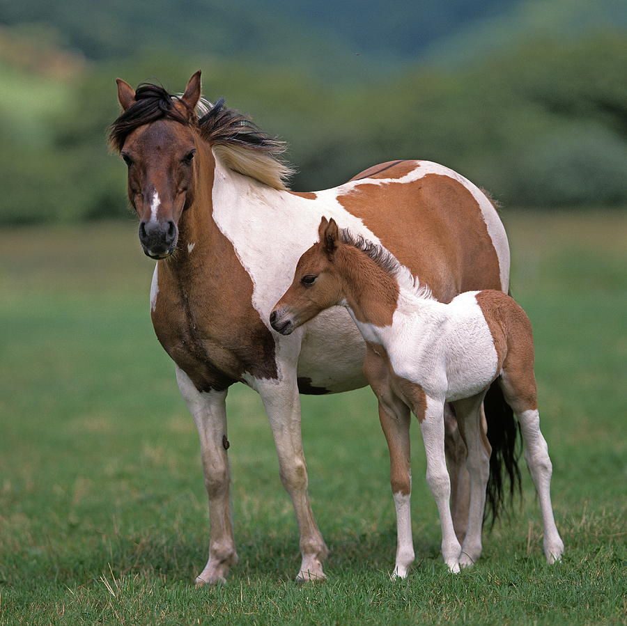 Dappled Welsh Pony With Foal Digital Art by Robert Maier
