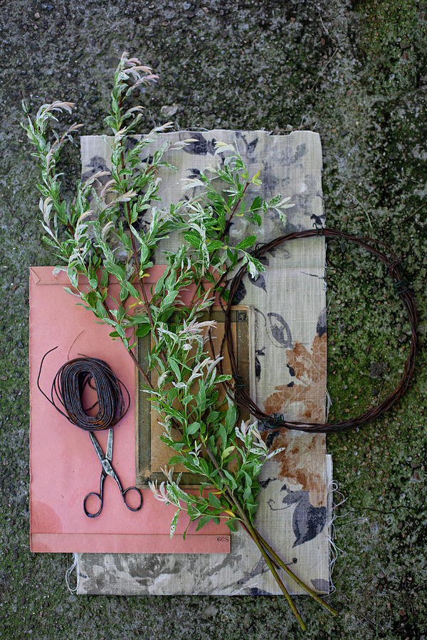 Dappled Willow salix Integra hakuro Nishiki Cut For Making Wreath Photograph by Alicja Koll
