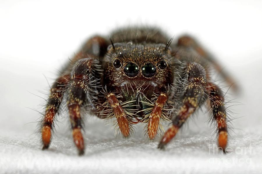 Daring Jumping Spider Photograph by Uk Crown Copyright Courtesy Of Fera/science Photo Library