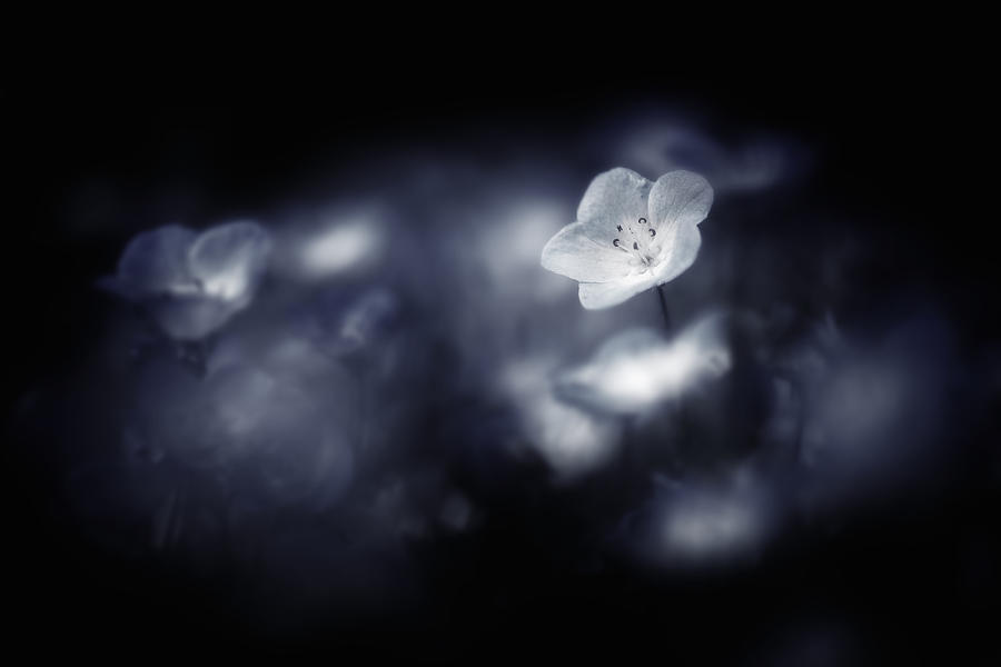 Dark And Pale Photograph by Takashi Suzuki
