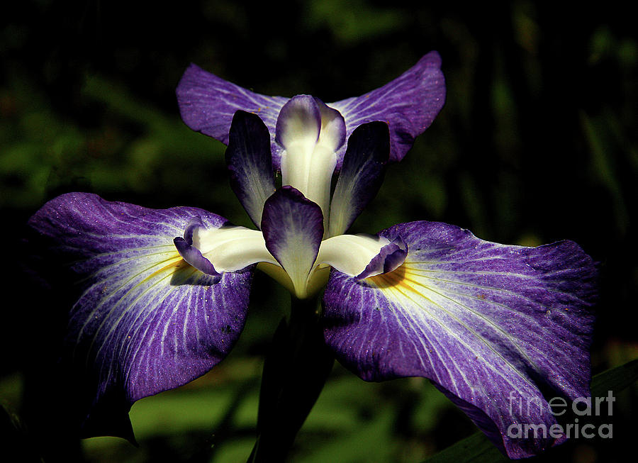 Dark beauty by Irene Dowdy Dark beauty by Irene Dowdy