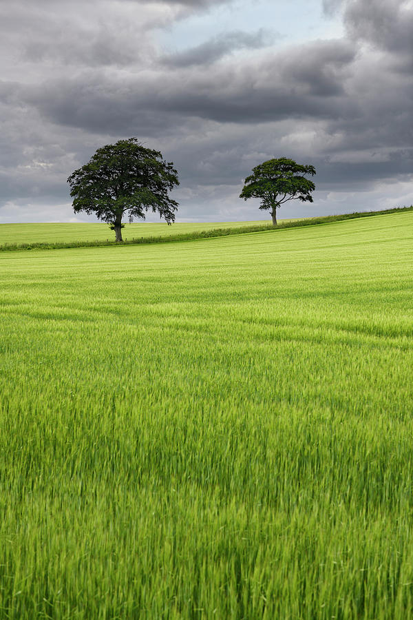 Dark clouds over rolling field of unripe green wheat crop with t Photograph by Reimar Gaertner