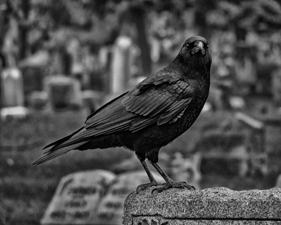 dark crow art