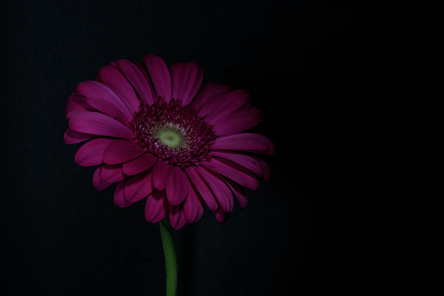 Dark Daisy Photograph by Sandi Kroll
