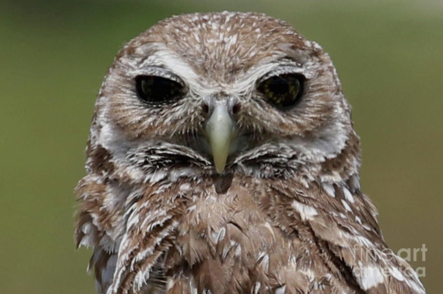 Dark Eyed Burrowing Owl Photograph