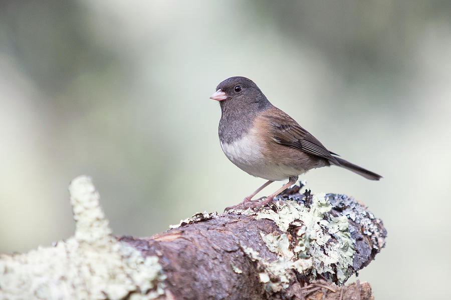 Dark-eyed Junco, Junco Hyemalis, Forest Knolls, California, Usa Digital ...