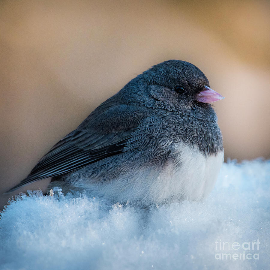 Dark-eyed Junco by Katie Joya Dark-eyed Junco by Katie Joya