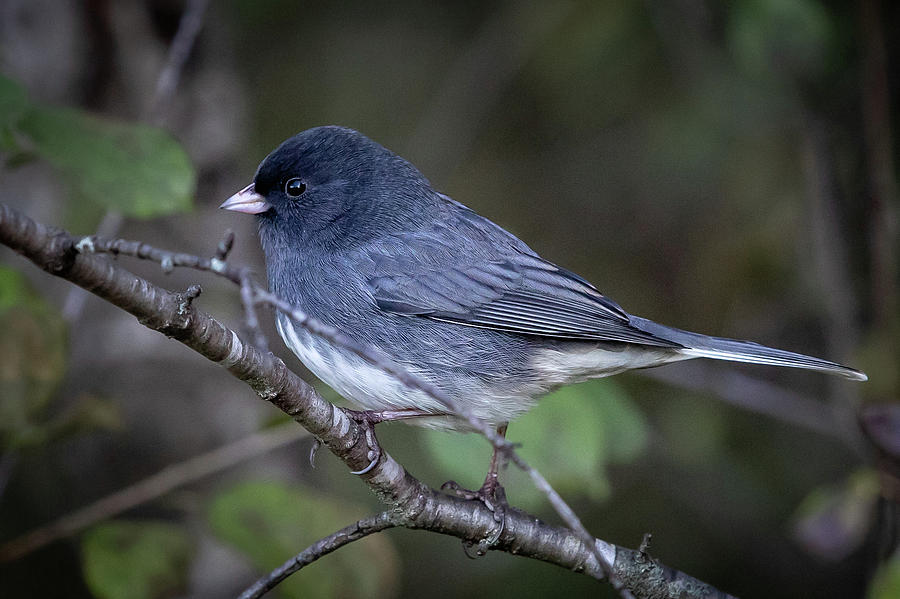 Dark-eyed Junco Photograph by Mike Brickl - Fine Art America