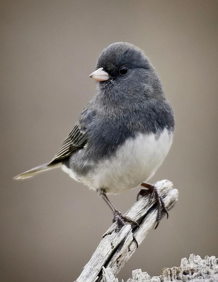 Dark-eyed Junco Photograph by Richard Xuereb - Fine Art America