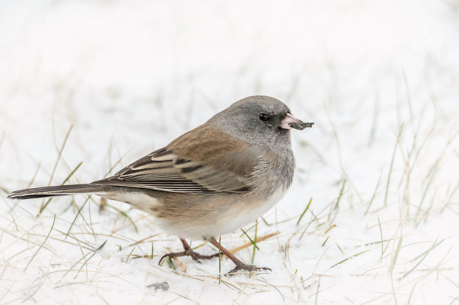 Dark-eyed Junco Photograph by Rod Goodwin | Fine Art America