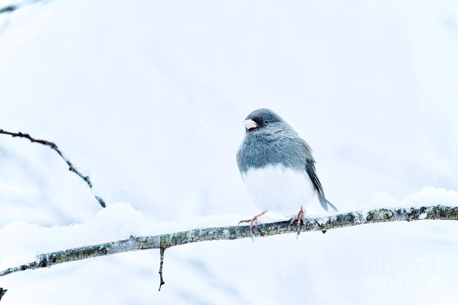 Bird Photograph - Dark-Eyed Junco Winters Day by Rachel Morrison