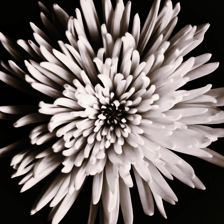 Dark Flower Photograph by Wiff Harmer - Fine Art America