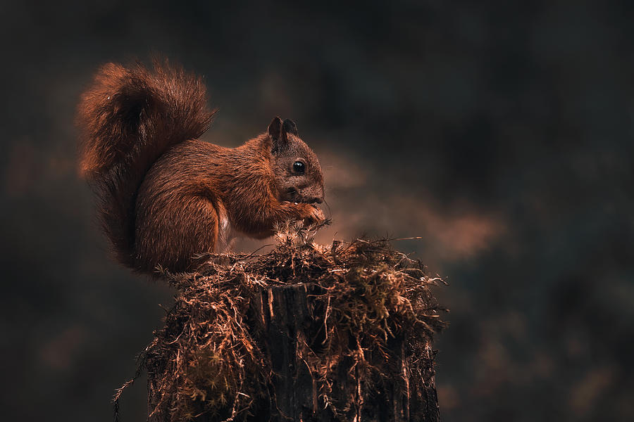 Animal Photograph - Dark Forest by Gert J Ter Horst