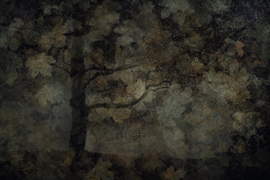 Fall Photograph - Dark Forest by Nel Talen