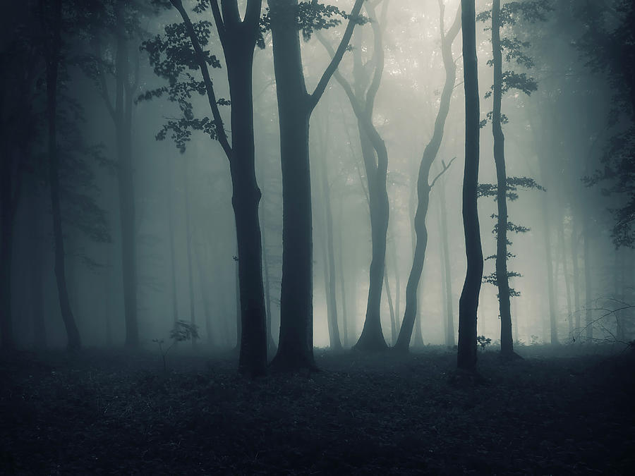 Landscape Photograph - Dark Forest by Photocosma