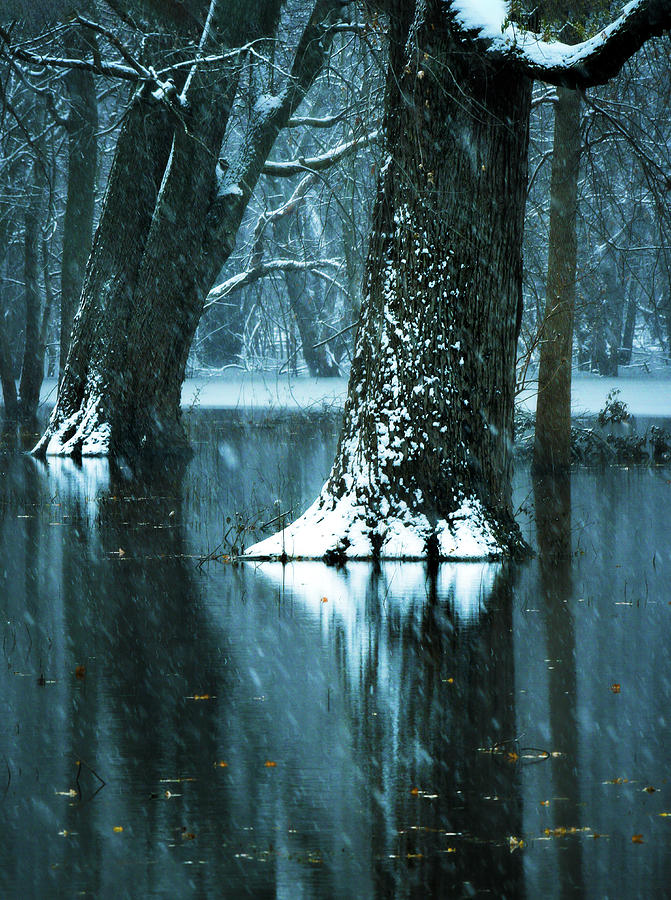 Dark Forest Reflections Photograph by Sandra Js