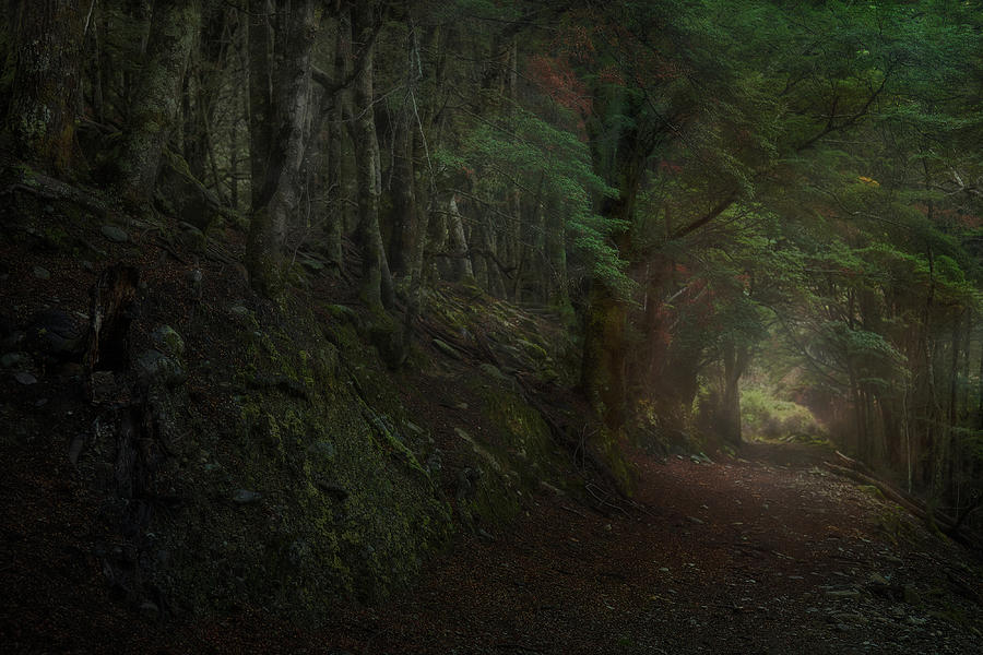 Dark Forest Photograph by Stanley Loong - Fine Art America