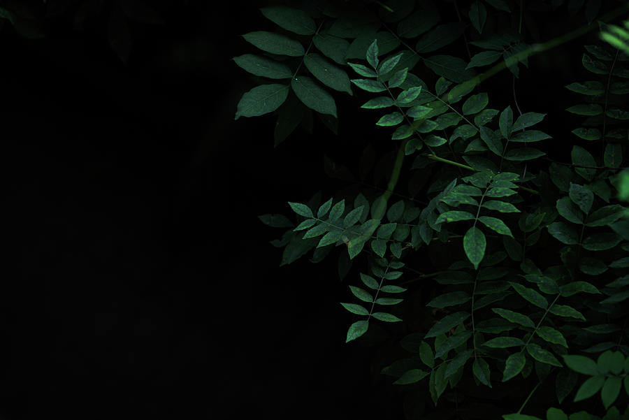 Dark Green Leaves With Blank Space Background Photograph by Cavan ...