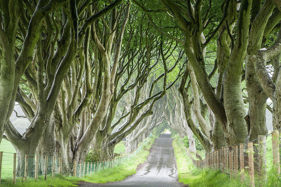 Dark Hedges, Co. Antrim Photograph by David Soanes Photography