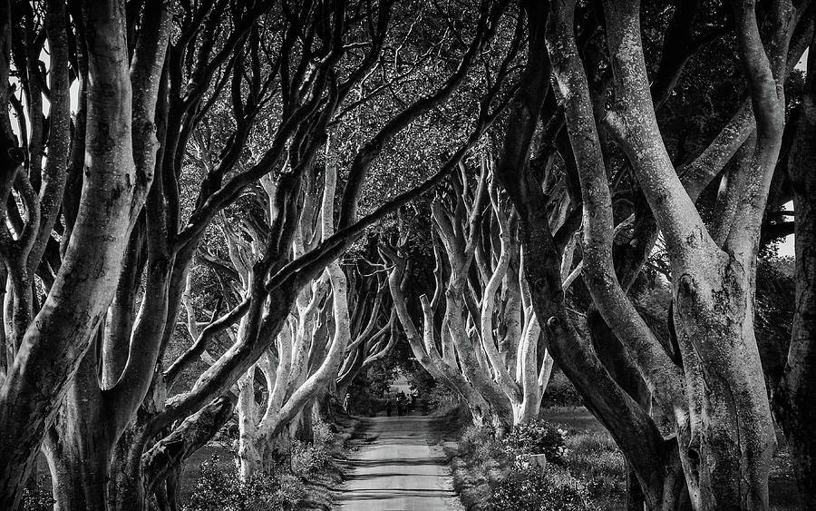 Tree Photograph - Dark Hedges In Monochrome by Andrew Wilson