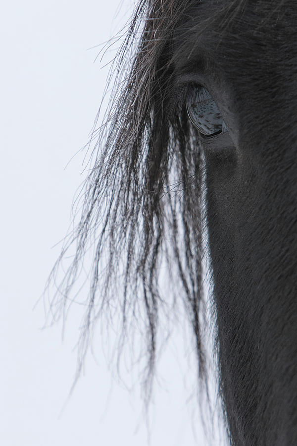 Dark Horse Photograph by Kent Keller