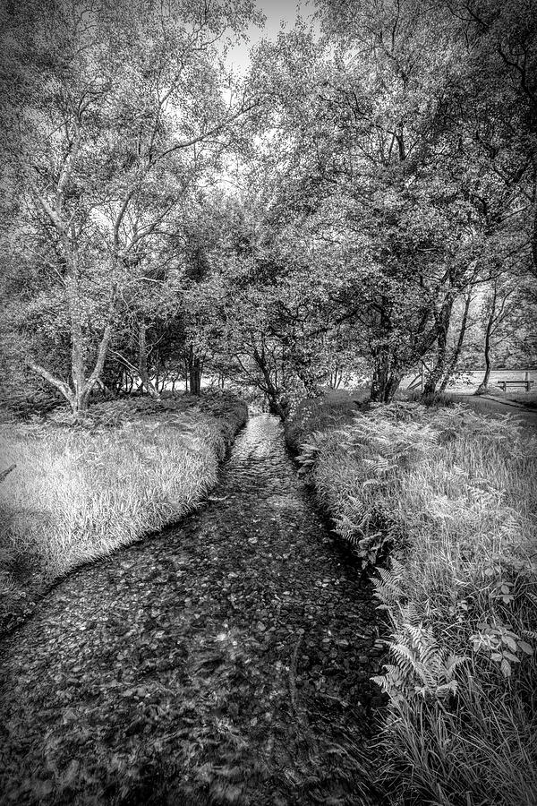 Dark Irish Stream in Black and White Photograph by Debra and Dave Vanderlaan