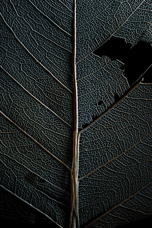Dark Leaf Photograph by Christopher Johnson