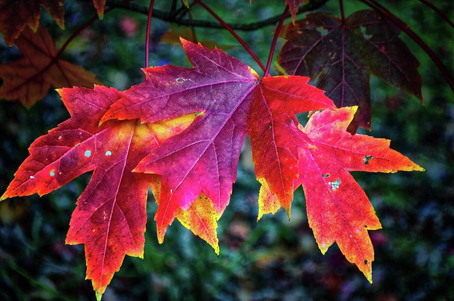Autumn Bouquet by Susan Callaway Autumn Bouquet by Susan Callaway