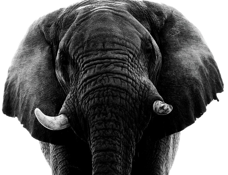 Dark Monochrome Elephant Photograph by Mark Hunter