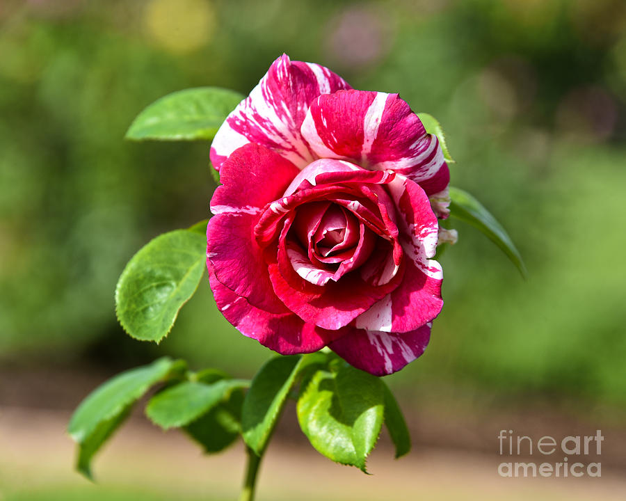 Dark Pink And White Striped Rose Photograph