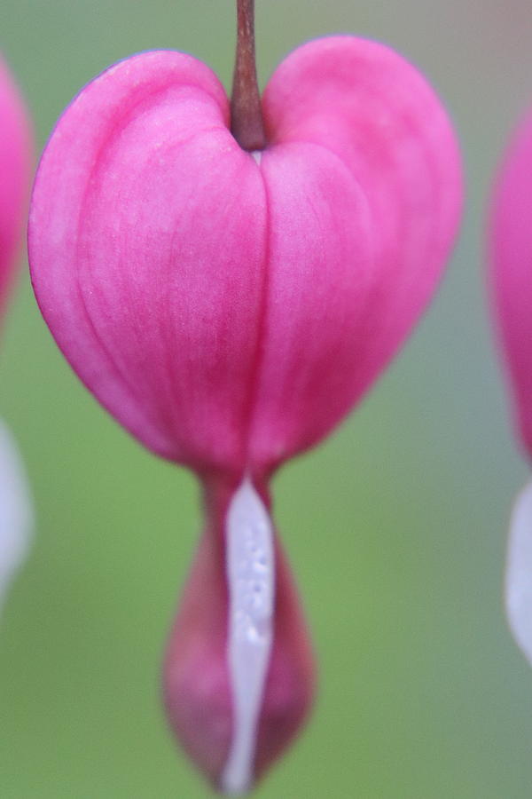 Dark Pink Bleeding Heart by TJ Fox Dark Pink Bleeding Heart by TJ Fox