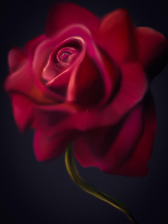 Dark Pink Eternity Rose Digital Art by Michele Koutris