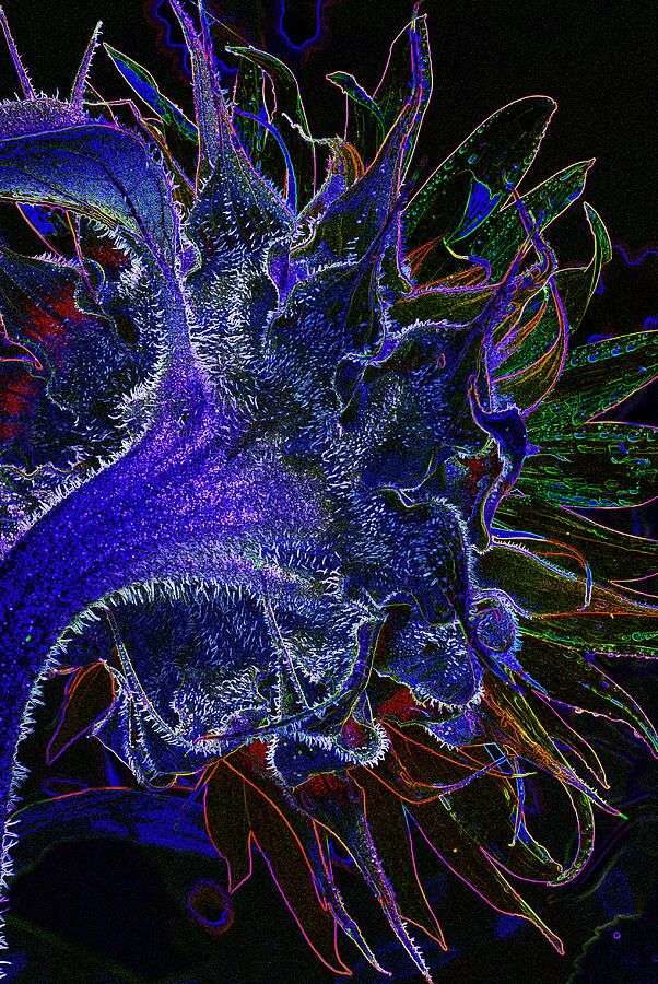 Dark Psychedelic Sunflower Photograph by Paul W Faust - Impressions of Light