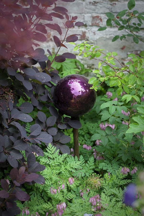 Dark Purple Ball Amongst Foliage Plants And Corydalis Photograph by Sibylle Pietrek