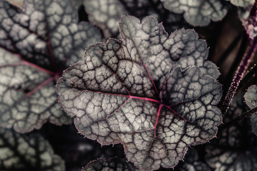 Dark purple plant veins Photograph by Shauna Collins