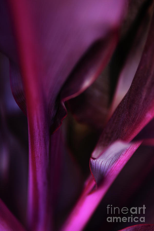 Dark Purple Ti Plant by Charmian Vistaunet Dark Purple Ti Plant by Charmian Vistaunet
